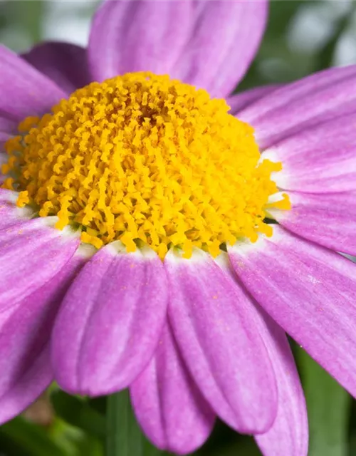 Argyranthemum frutescens, rosa