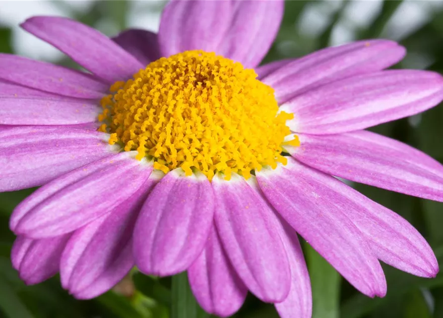 Argyranthemum frutescens, rosa