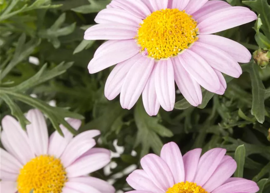 Argyranthemum frutescens, rosa