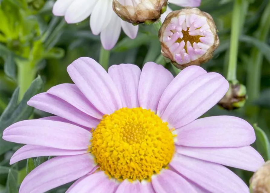 Argyranthemum frutescens, rosa