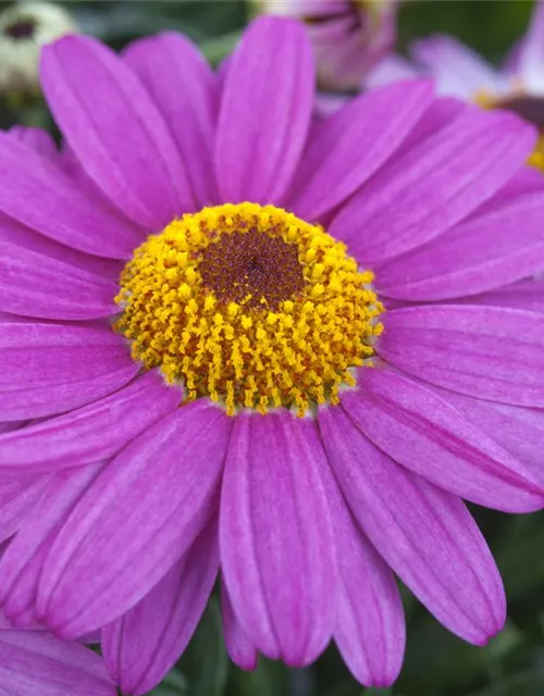 Argyranthemum frutescens, rosa