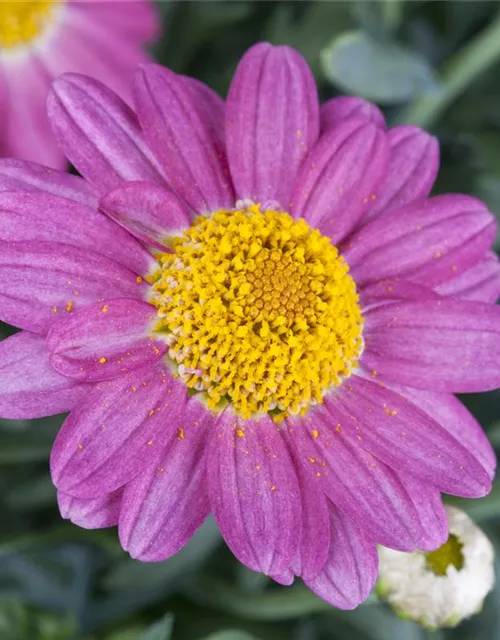 Argyranthemum frutescens, rosa