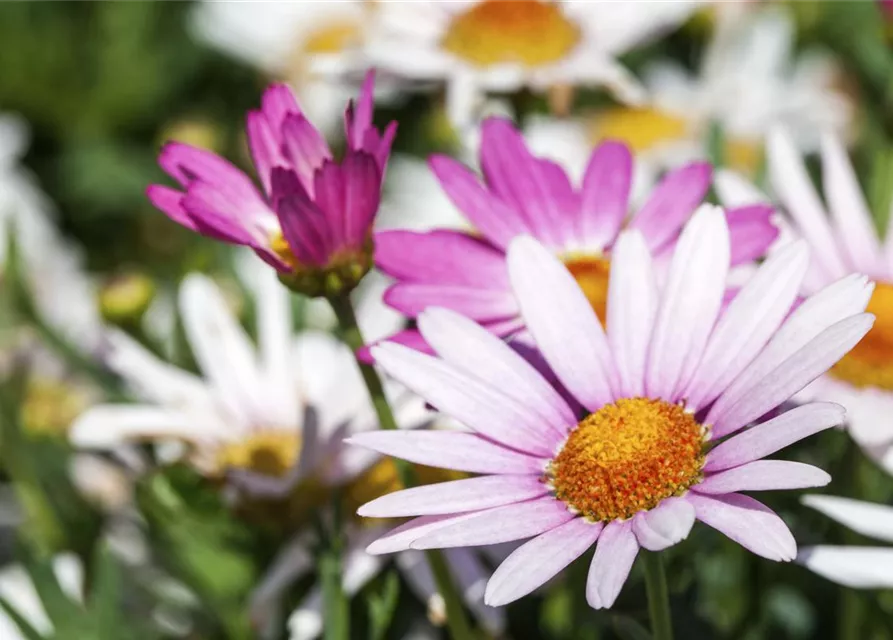 Argyranthemum frutescens, rosa