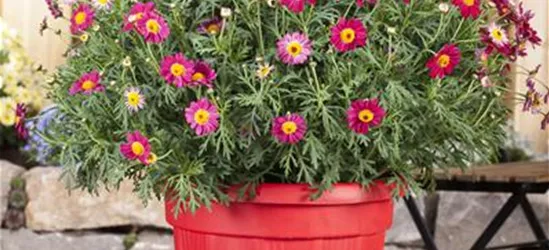 Argyranthemum frutescens, rot