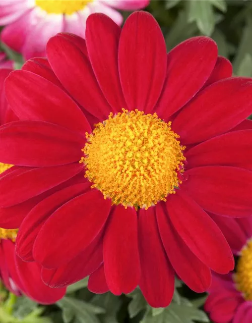 Argyranthemum frutescens, rot