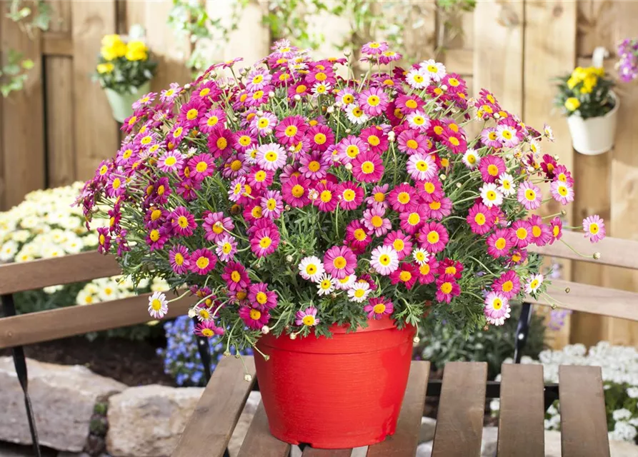 Argyranthemum frutescens, rot