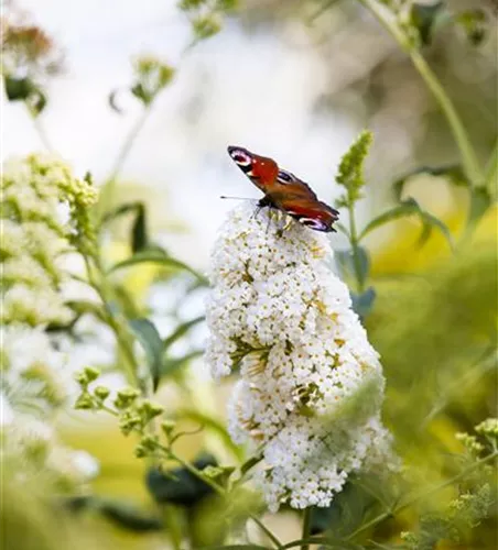 Buddleja davidii