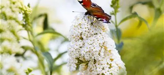 Buddleja davidii