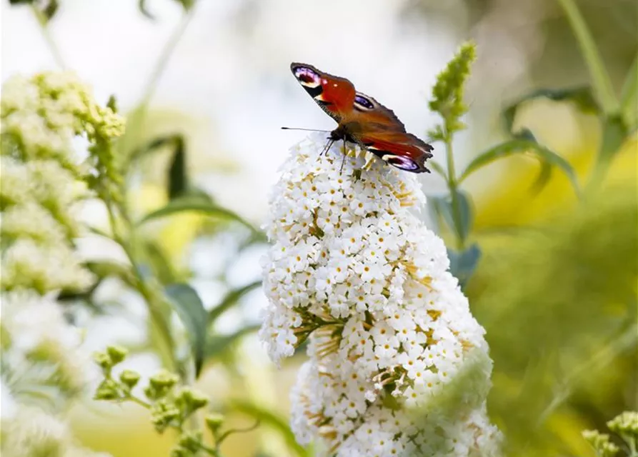 Buddleja davidii