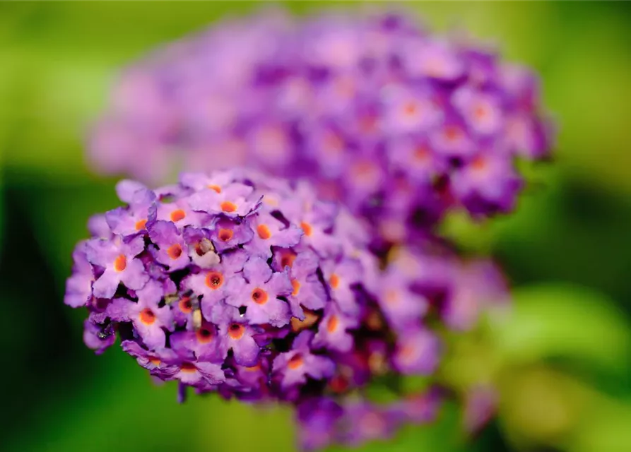 Buddleja davidii