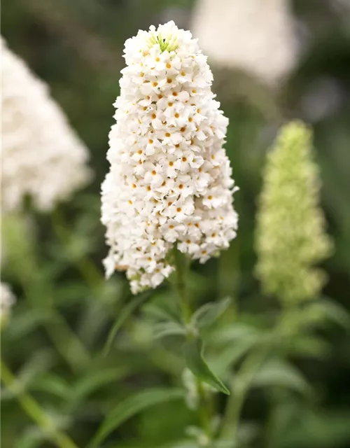 Buddleja davidii