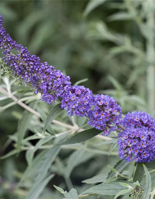 Buddleja davidii