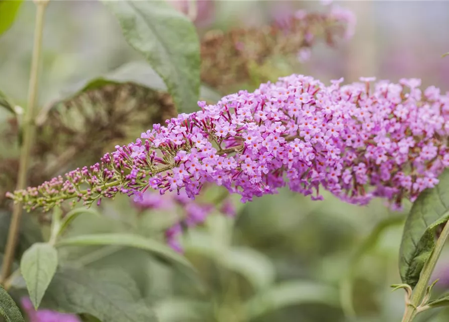 Buddleja davidii