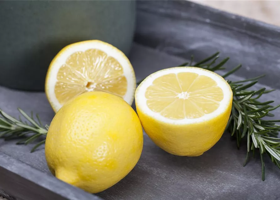 Citrus limon