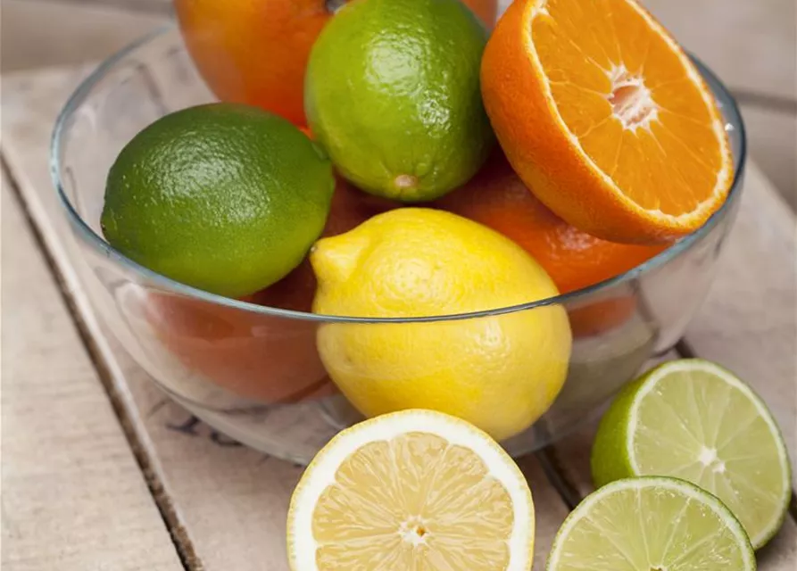 Citrus limon