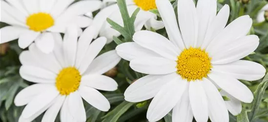 Argyranthemum frutescens, weiß