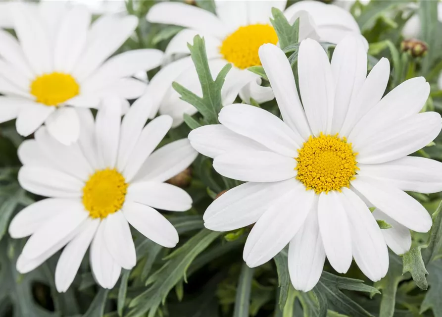 Argyranthemum frutescens, weiß