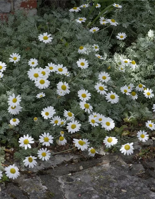 Argyranthemum frutescens, weiß