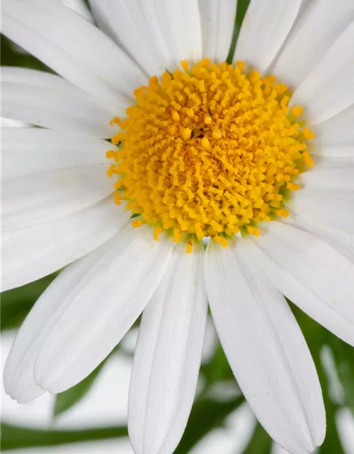 Argyranthemum frutescens, weiß