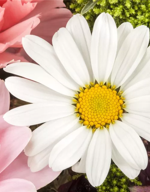 Argyranthemum frutescens, weiß