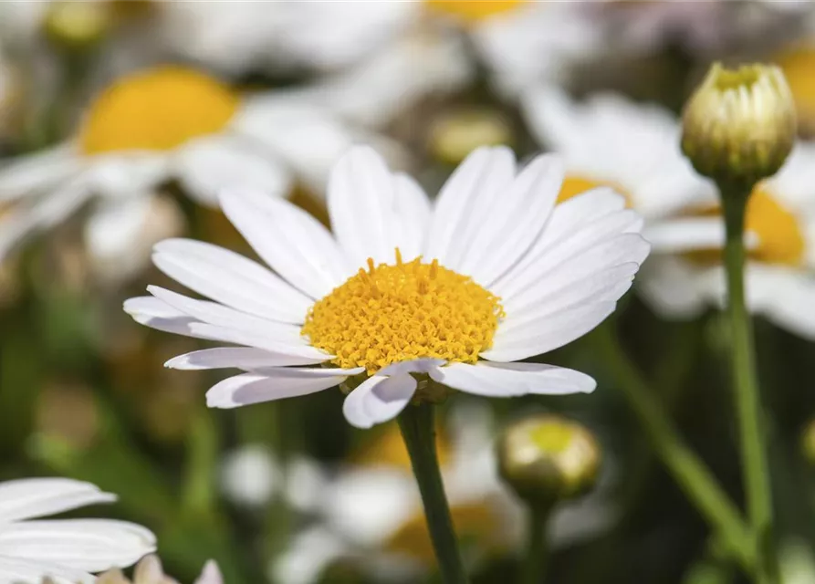 Argyranthemum frutescens, weiß