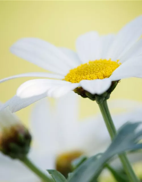 Argyranthemum frutescens, weiß