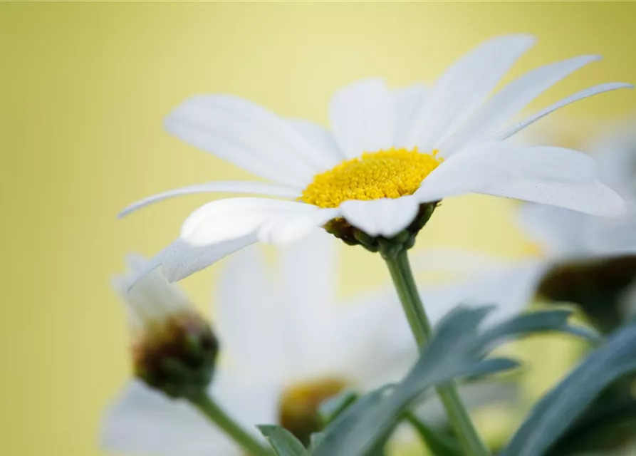 Argyranthemum frutescens, weiß