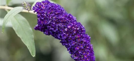 Buddleja davidii 'Black Knight'