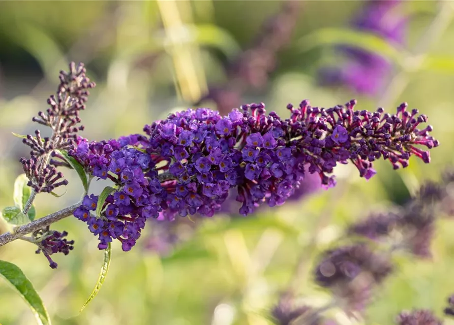 Buddleja davidii 'Black Knight'