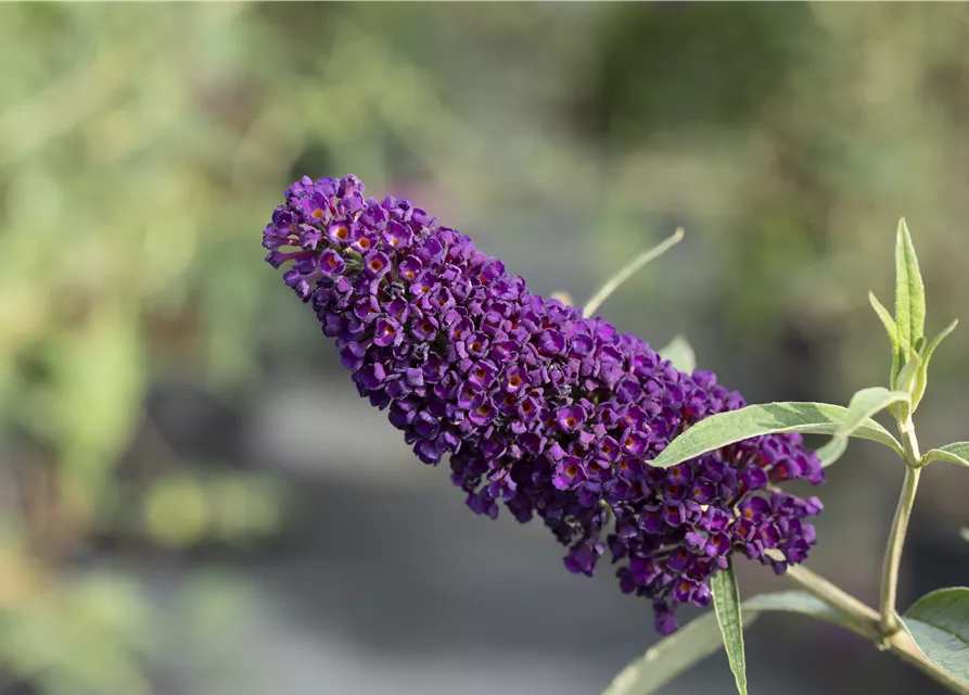 Buddleja davidii 'Black Knight'