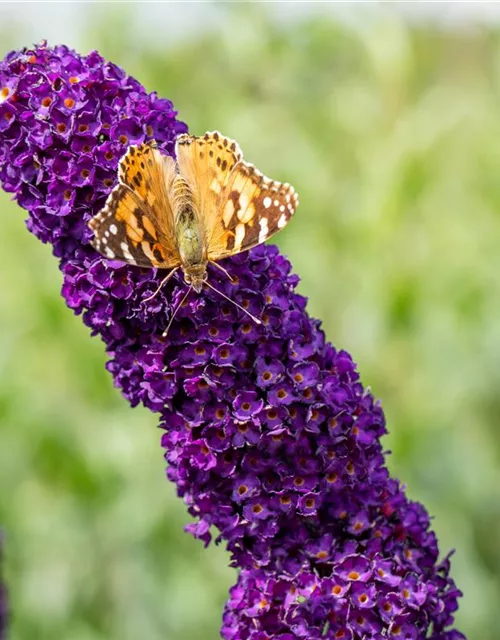 Buddleja davidii 'Black Knight'