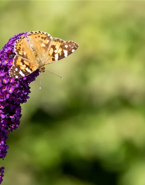 Buddleja davidii 'Black Knight'