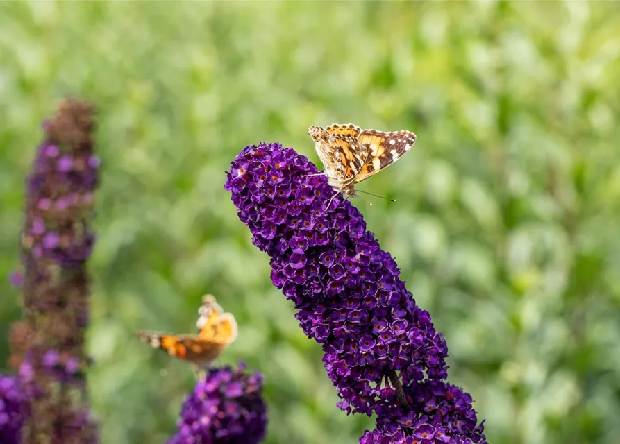 Buddleja davidii 'Black Knight'