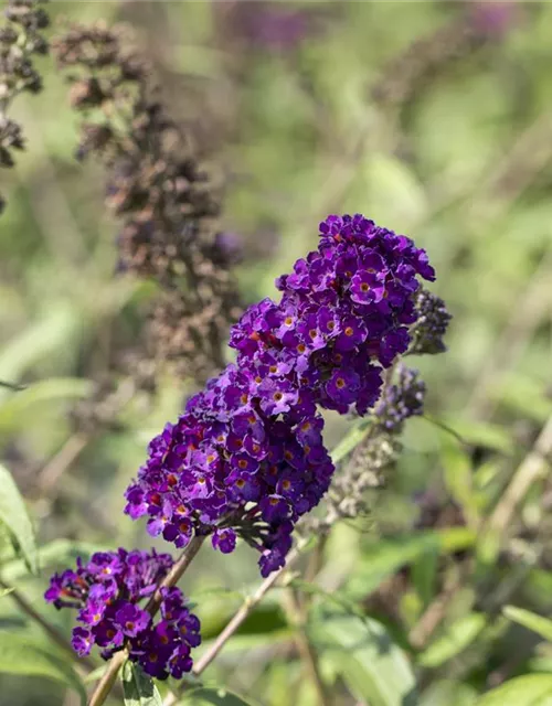 Buddleja davidii 'Black Knight'