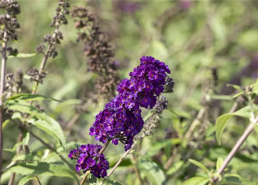 Buddleja davidii 'Black Knight'