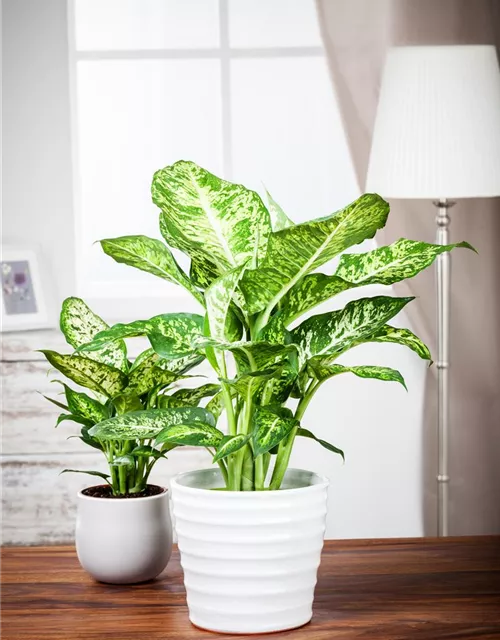 Dieffenbachia maculata