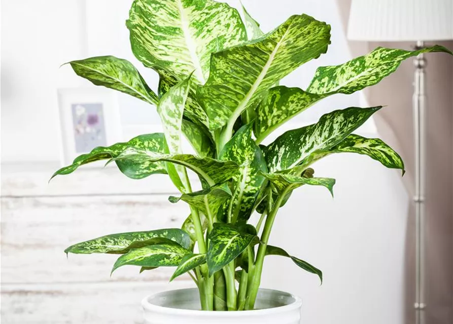 Dieffenbachia maculata