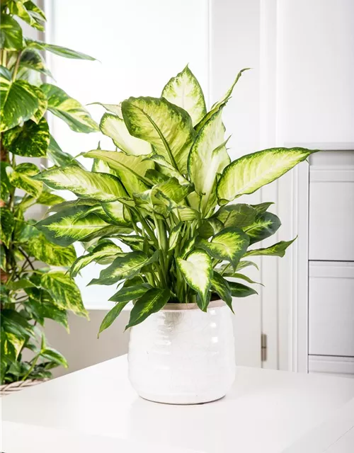 Dieffenbachia maculata