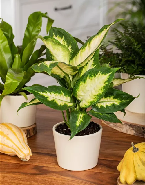 Dieffenbachia maculata