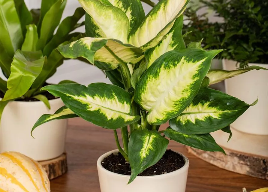 Dieffenbachia maculata