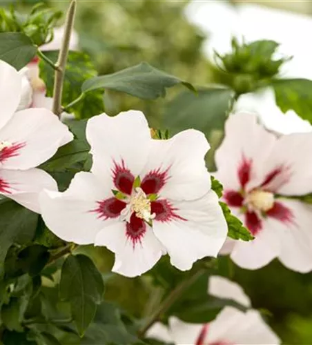 Hibiscus syriacus 'Hamabo'