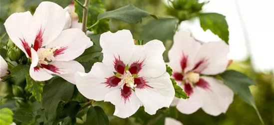 Hibiscus syriacus 'Hamabo'