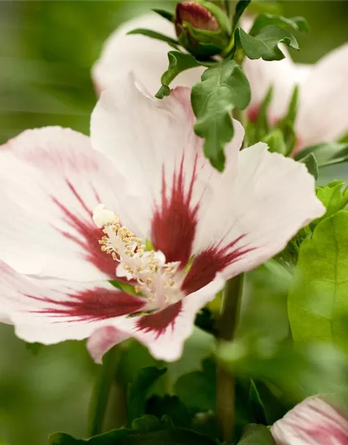 Hibiscus syriacus 'Hamabo'