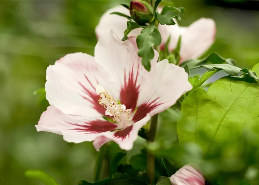 Hibiscus syriacus 'Hamabo'