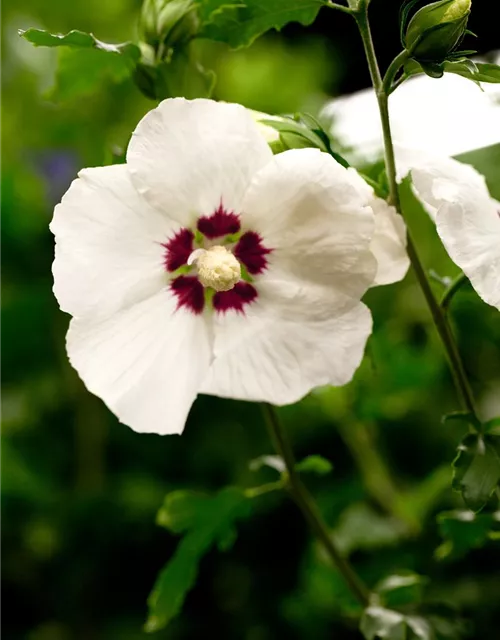 Hibiscus syriacus 'Hamabo'