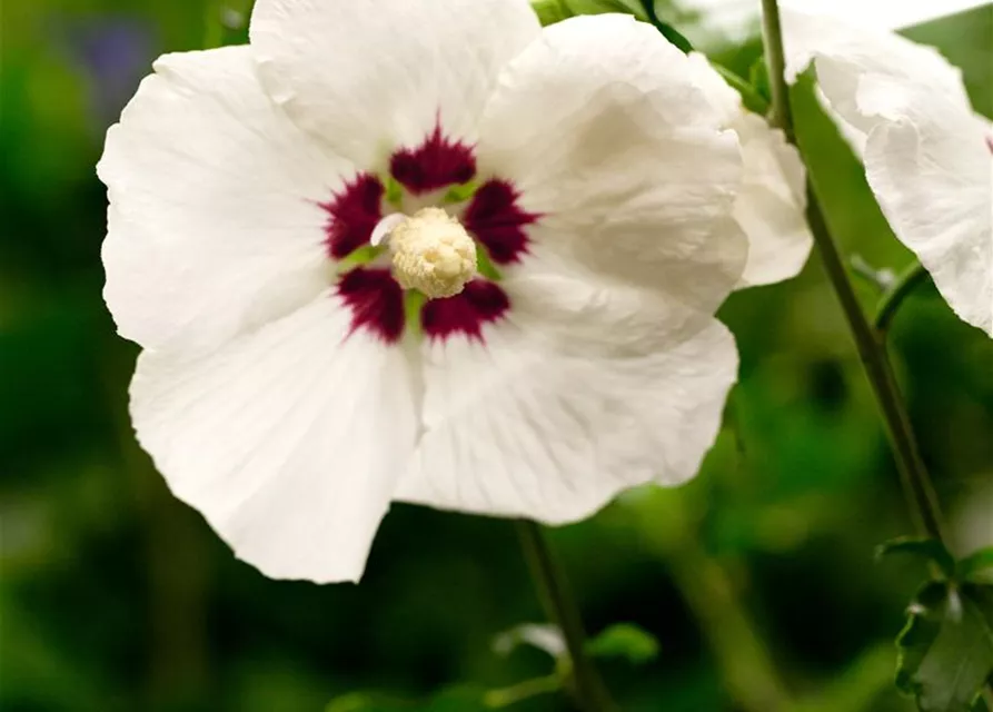 Hibiscus syriacus 'Hamabo'