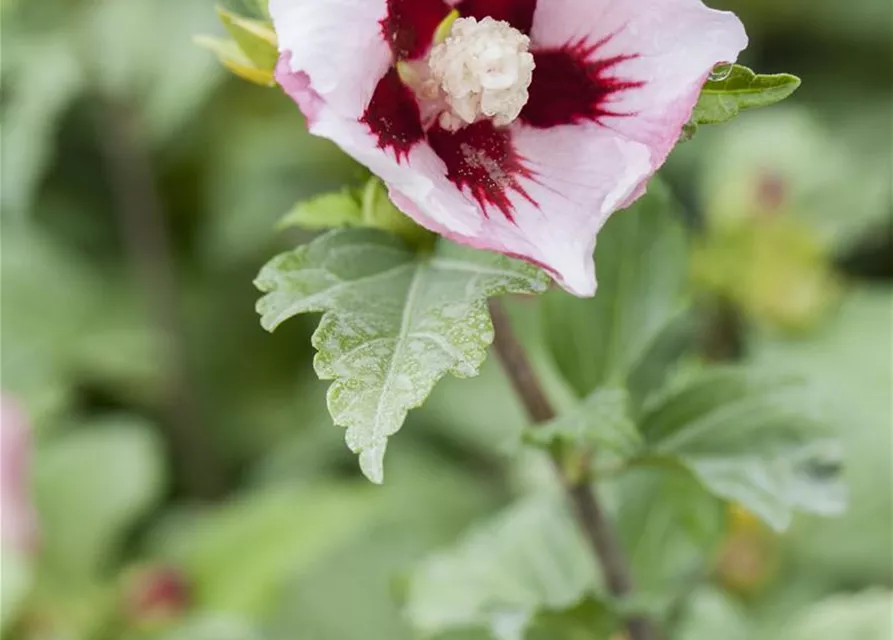 Hibiscus syriacus 'Hamabo'