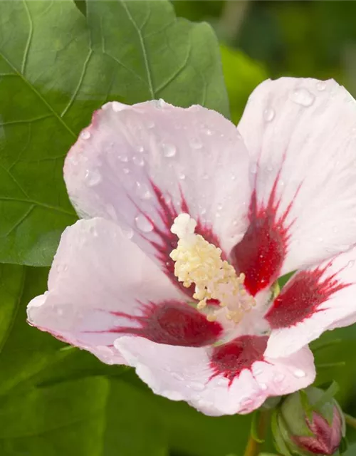 Hibiscus syriacus 'Hamabo'