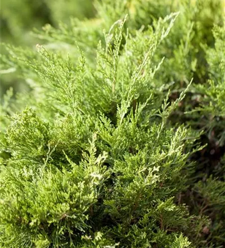 Juniperus x pfitzeriana 'Mint Julep'