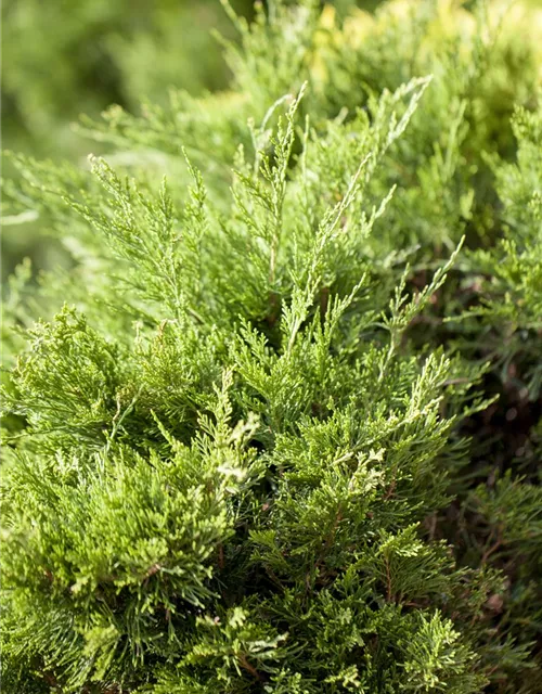 Juniperus x pfitzeriana 'Mint Julep'